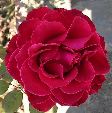rosa%20roja%7E0.JPG