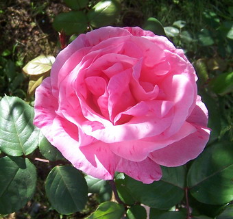 rosa%20rosa%203.jpg