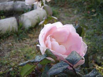 ROSA%20ROSA3.jpg