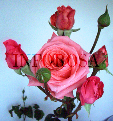 Rosa%20Tina02.jpg