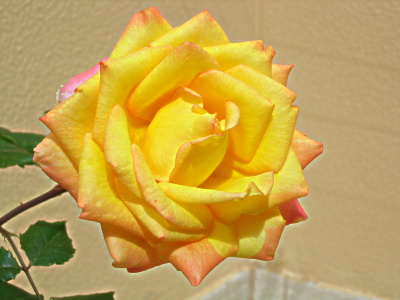 rosa%20tresor%2018.02.JPG