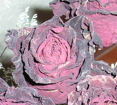 Rosa%7E1.jpg