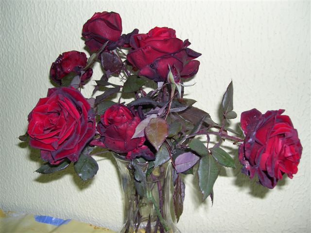 rosa%7E1.jpg