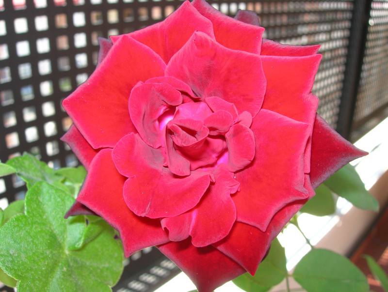 rosa%7E4.jpg