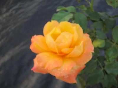 rosa%7E5.jpg