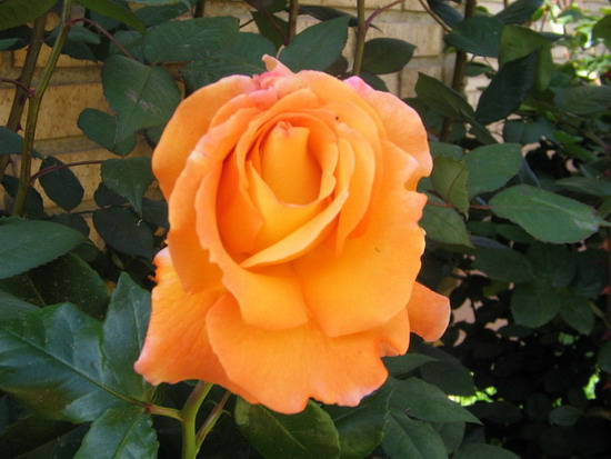 Rosa Adolf Hortman12.jpg