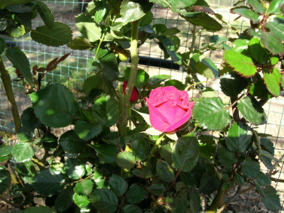 rosa-al-sol.JPG