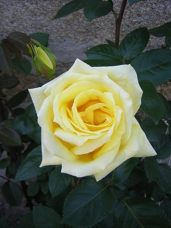 Rosa amarilla abierta.jpg