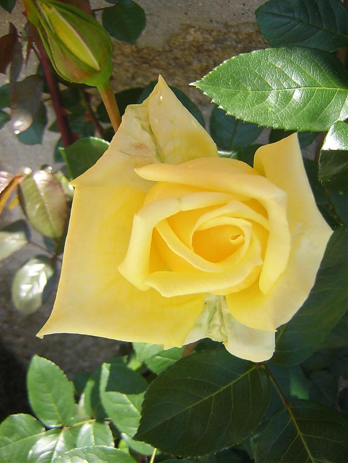 rosa amarilla.jpg