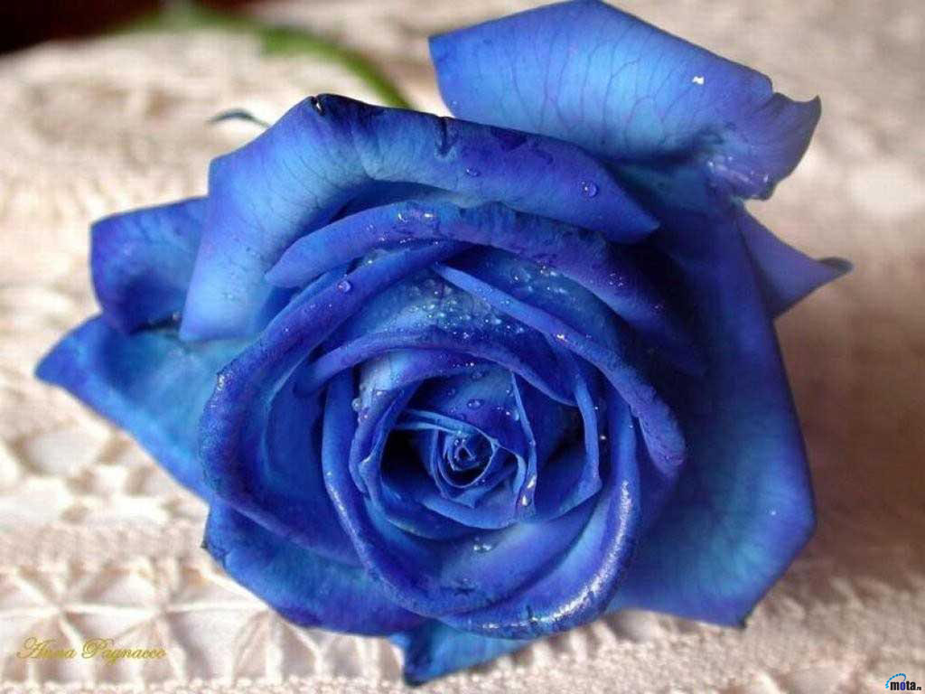 rosa-azul-1024-x-768.jpg