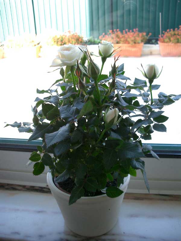 rosa-b.jpg