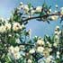 rosa-banksiae-flores.jpg