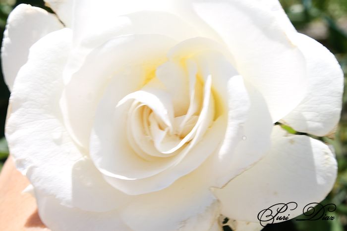 ROSA+BLANCA+CANON+EOS+1100+D+16+MAYO+2012+(1).JPG