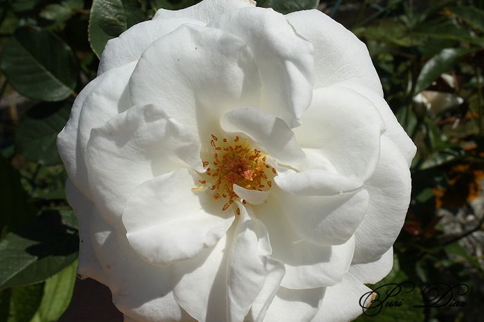 ROSA+BLANCA+CANON+EOS+1100+D+CANON+EOS+1100D+28+MAYO+2012+(1).JPG