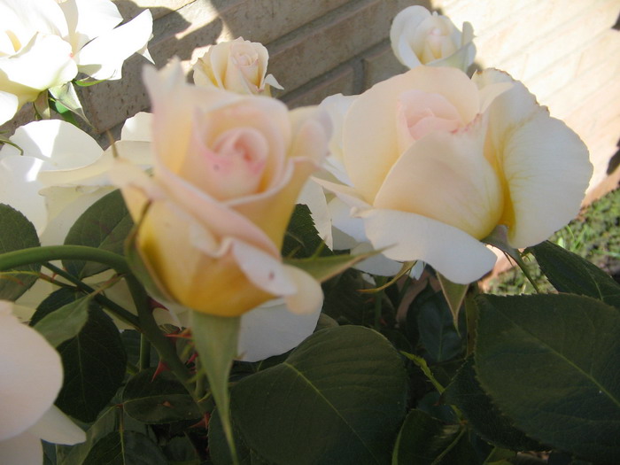 Rosa Blanca1.jpg