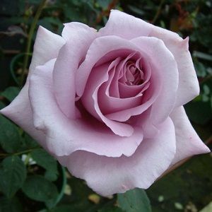 rosa-blue-moon-ficha.jpg