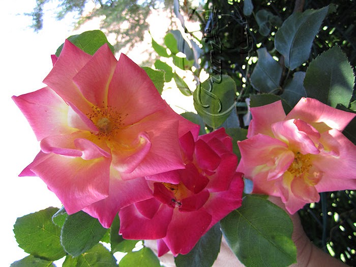 ROSA+CAMBIA+DE+COLOR+ABRIL+2011+%25287%2529.jpg