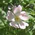rosa-canina-flores.jpg