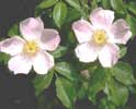 rosa-canina.jpg
