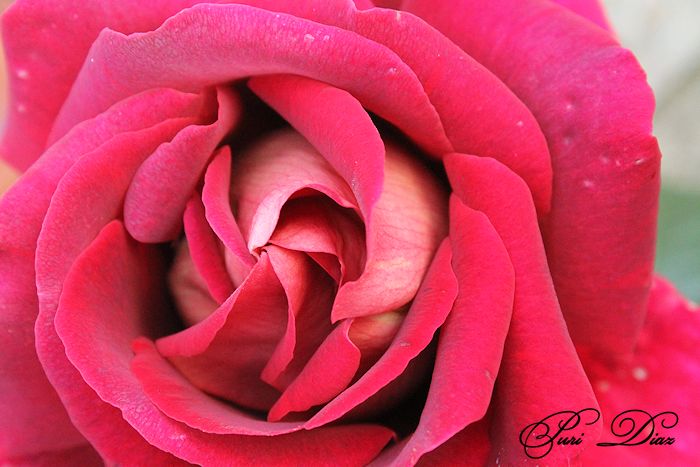 rosa+canon+eos+10+mayo+2012+(4).JPG