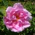rosa-centifolia-flor-2.jpg
