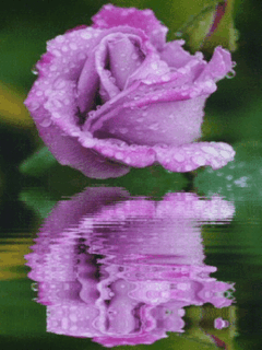 rosa-color-lila-863126.gif