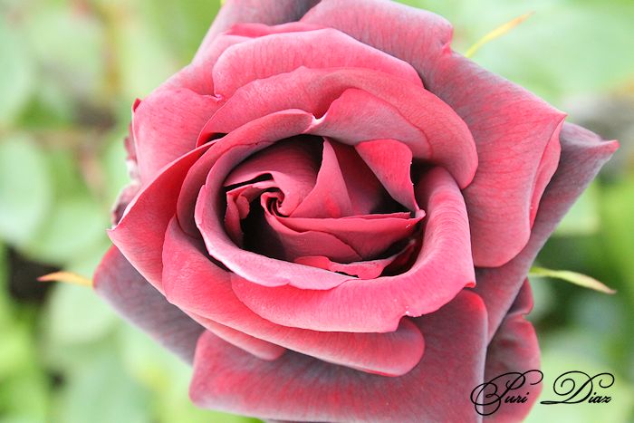 rosa+color+vino+canon+eos+12+mayo+2012+(1).JPG