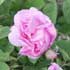 rosa-damascena.jpg
