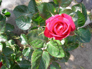 rosa-dcha2.JPG