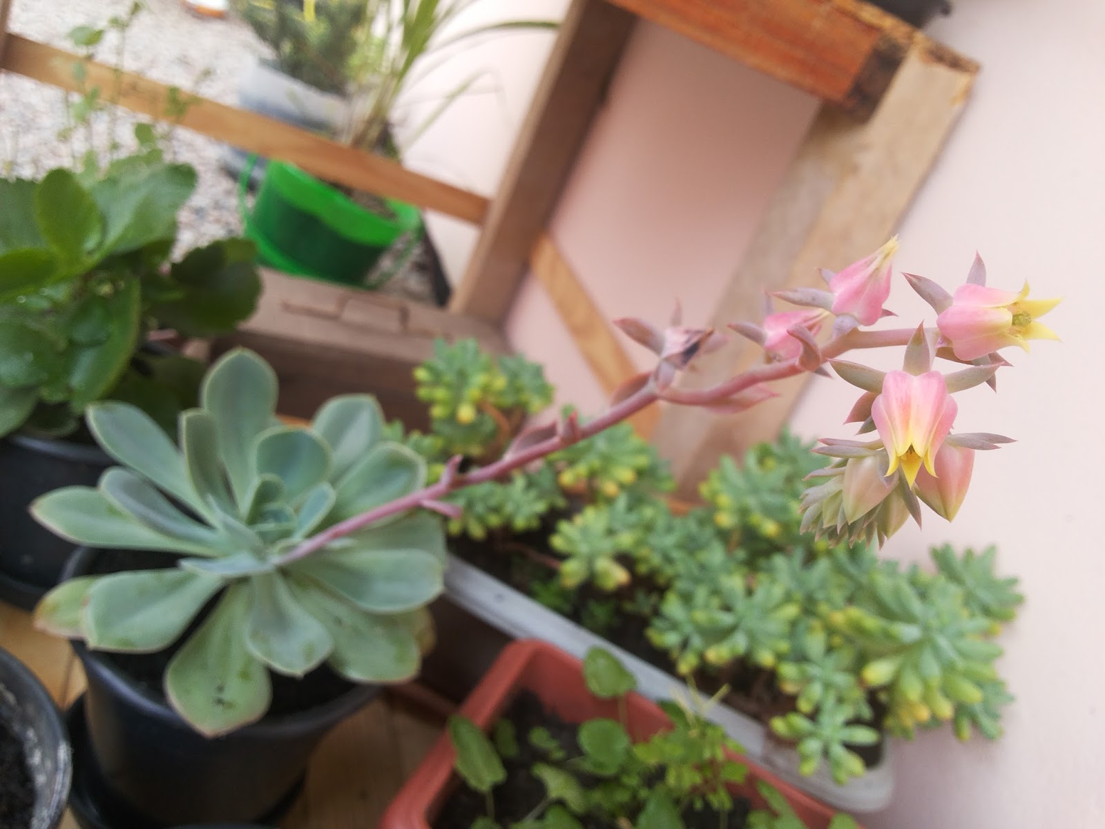 rosa-de-pedra_%2528echeveria%2529_08.jpg