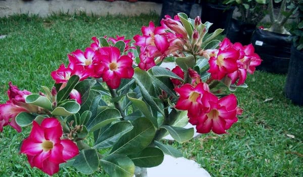 rosa-del-desierto.jpg