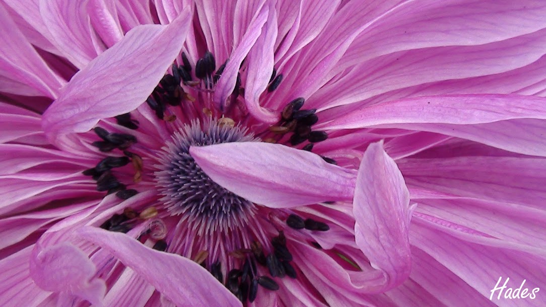 rosa+detalle.jpg