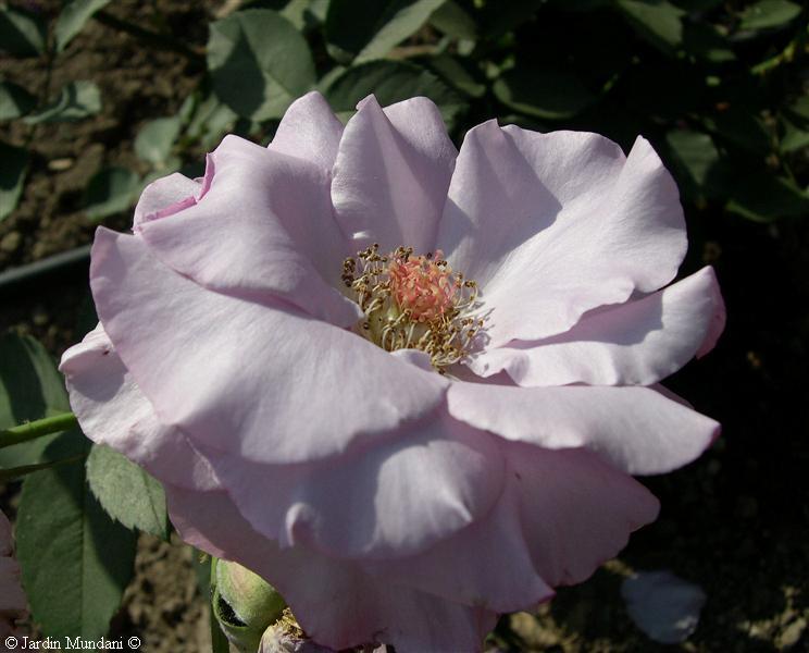 rosa-disoessence.jpg