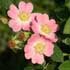 rosa-eglanteria.jpg