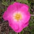 rosa-gallica-opcion.jpg