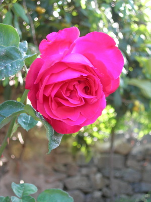 rosa-gr-fucsia-muyok.JPG