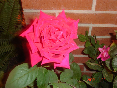 rosa.jpg
