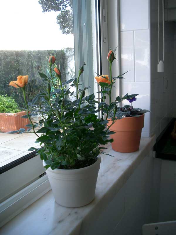 rosa-l.jpg