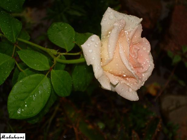 Rosa lluvia.JPG