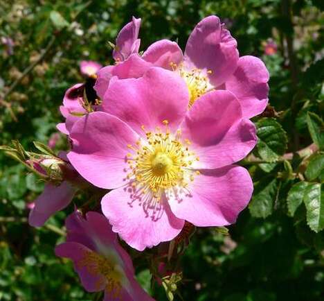 rosa-mosqueta.jpg