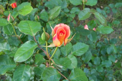 Rosa           naranja.jpg
