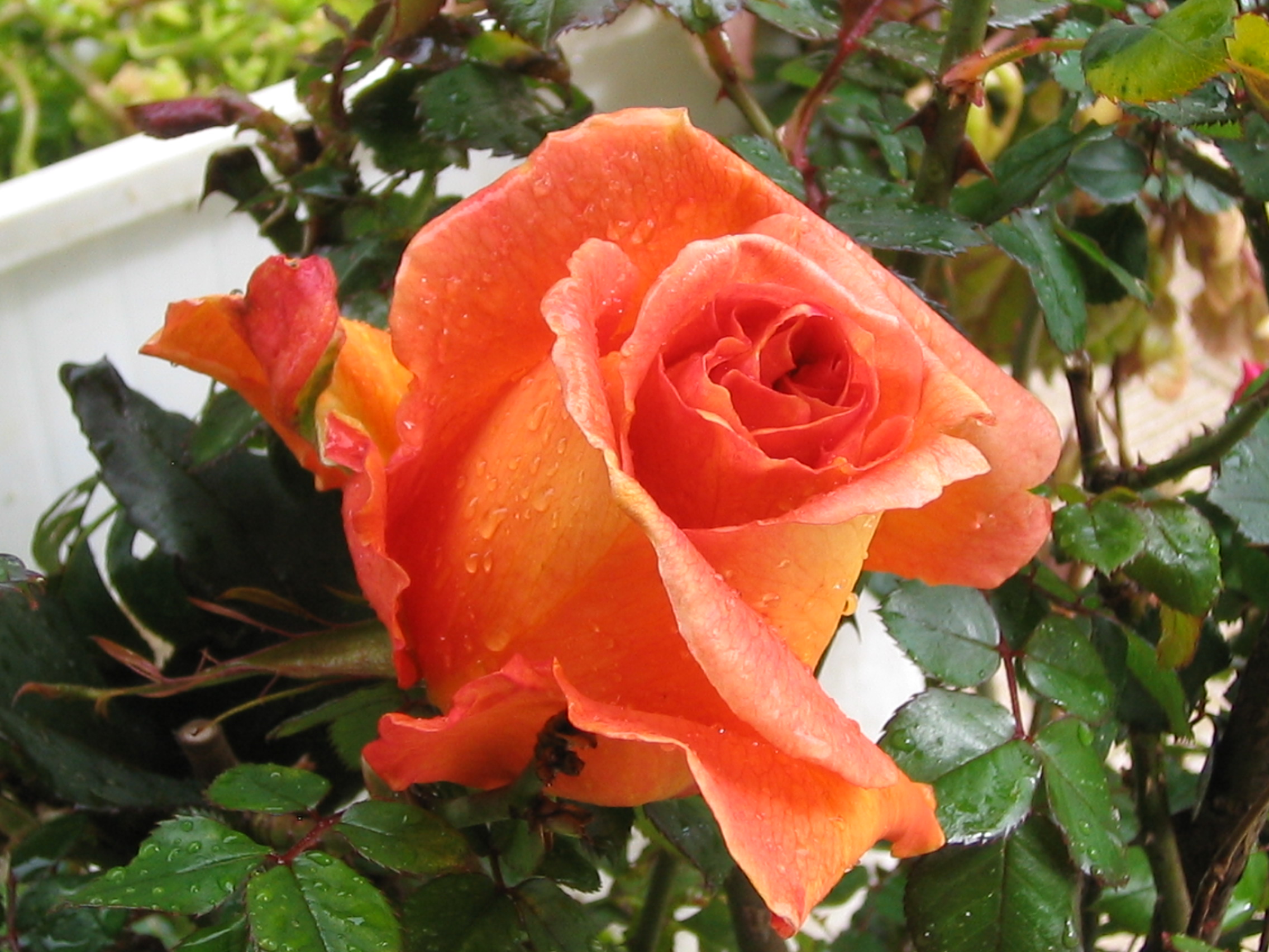 Rosa-naranja-rafax.JPG