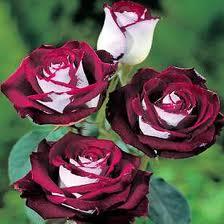 rosa-osiria-floracion-impactante-L-Fjod5j.jpe