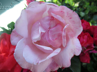 rosa+palido.jpg