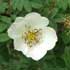 rosa-pimpinellifolia-3.jpg