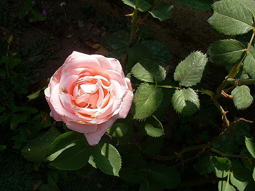 Rosa ros.JPG