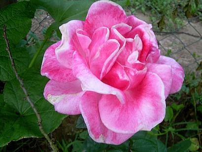 Rosa Rosa.JPG