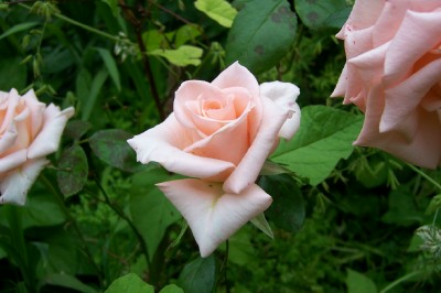 rosa rosa.jpg