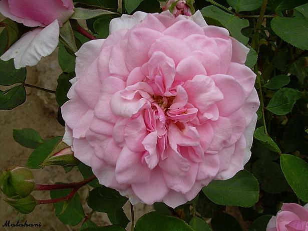 Rosa rosa.JPG