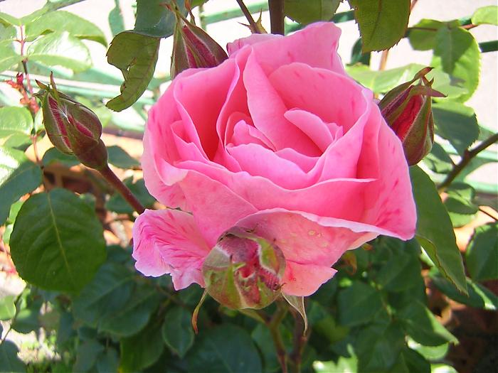rosa rosa.jpg
